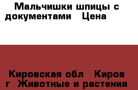 Мальчишки-шпицы с документами › Цена ­ 27 000 - Кировская обл., Киров г. Животные и растения » Собаки   . Кировская обл.,Киров г.